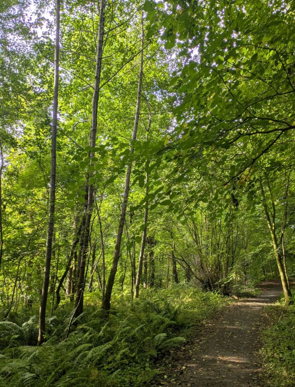 path through woods